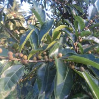 Ficus tinctoria subsp. gibbosa (Blume) Corner